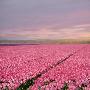 Laminate