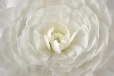 White Persian Buttercup Flower-Cora Niele-Giclee Print
