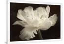 Gramercy White