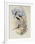 Cora's Shear-Tail, Thaumastura Cor?-John Gould-Framed Giclee Print