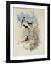 Cora's Shear-Tail, Thaumastura Cor?-John Gould-Framed Giclee Print