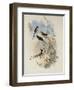 Cora's Shear-Tail, Thaumastura Cor?-John Gould-Framed Giclee Print