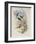 Cora's Shear-Tail, Thaumastura Cor?-John Gould-Framed Giclee Print