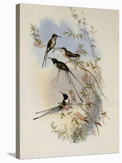 Cora's Shear-Tail, Thaumastura Cor?-John Gould-Stretched Canvas