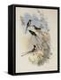 Cora's Shear-Tail, Thaumastura Cor?-John Gould-Framed Stretched Canvas