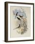 Cora's Shear-Tail, Thaumastura Cor?-John Gould-Framed Giclee Print