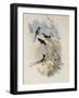 Cora's Shear-Tail, Thaumastura Cor?-John Gould-Framed Giclee Print