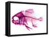 Coradion Fish-null-Framed Stretched Canvas