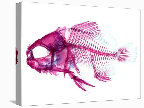 Coradion Fish-null-Stretched Canvas