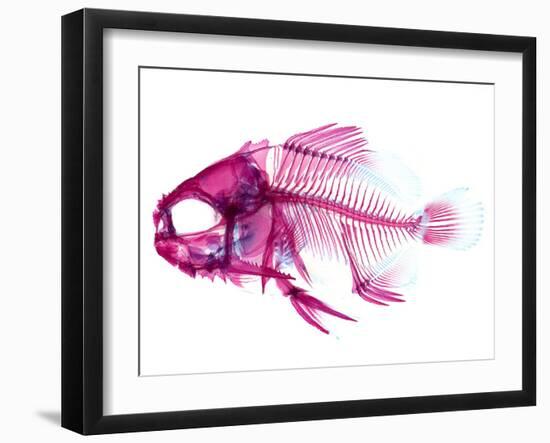 Coradion Fish-null-Framed Premium Photographic Print