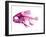 Coradion Fish-null-Framed Premium Photographic Print