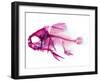 Coradion Fish-null-Framed Premium Photographic Print