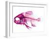 Coradion Fish-null-Framed Premium Photographic Print