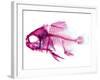 Coradion Fish-null-Framed Photographic Print