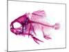 Coradion Fish-null-Mounted Photographic Print