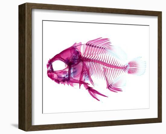 Coradion Fish-null-Framed Photographic Print