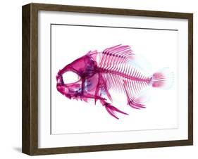 Coradion Fish-null-Framed Photographic Print