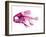 Coradion Fish-null-Framed Photographic Print