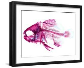 Coradion Fish-null-Framed Photographic Print