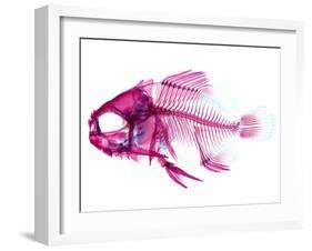 Coradion Fish-null-Framed Photographic Print