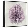 Coral Amethyst I-Caroline Kelly-Framed Stretched Canvas