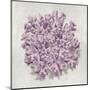 Coral Amethyst II-Caroline Kelly-Mounted Art Print