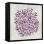 Coral Amethyst II-Caroline Kelly-Framed Stretched Canvas