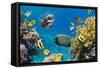 Coral and Fish in the Red Sea.Egypt-Irochka-Framed Stretched Canvas