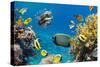 Coral and Fish in the Red Sea.Egypt-Irochka-Stretched Canvas