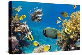 Coral and Fish in the Red Sea.Egypt-Irochka-Stretched Canvas