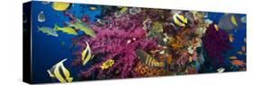 Coral and Fish in the Red Sea.Egypt-Irochka-Stretched Canvas