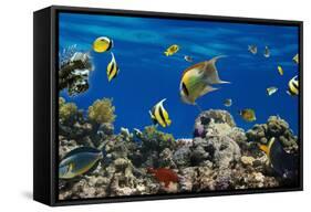 Coral and Fish in the Red Sea.Egypt-Irochka-Framed Stretched Canvas