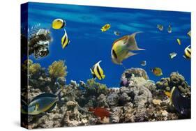 Coral and Fish in the Red Sea.Egypt-Irochka-Stretched Canvas