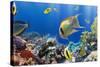 Coral and Fish in the Red Sea.Egypt-Irochka-Stretched Canvas