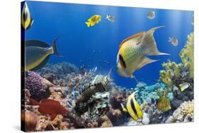 Coral and Fish in the Red Sea.Egypt-Irochka-Stretched Canvas