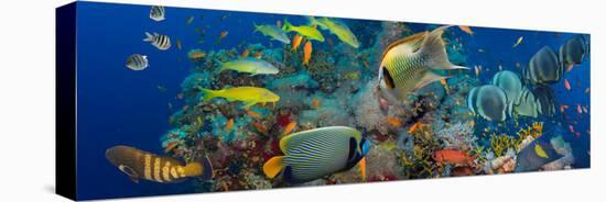 Coral and Fish in the Red Sea.Egypt-Irochka-Stretched Canvas