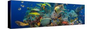 Coral and Fish in the Red Sea.Egypt-Irochka-Stretched Canvas