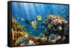 Coral and Fish in the Red Sea.Egypt-Irochka-Framed Stretched Canvas