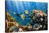 Coral and Fish in the Red Sea.Egypt-Irochka-Stretched Canvas