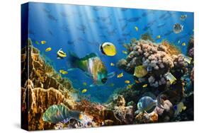 Coral and Fish in the Red Sea.Egypt-Irochka-Stretched Canvas