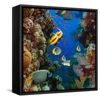 Coral and Fish in the Red Sea.Egypt-Irochka-Framed Stretched Canvas