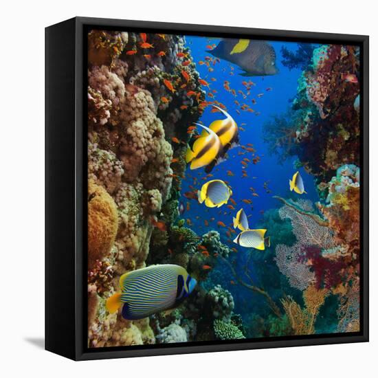 Coral and Fish in the Red Sea.Egypt-Irochka-Framed Stretched Canvas