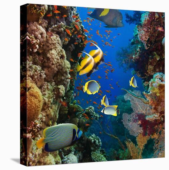 Coral and Fish in the Red Sea.Egypt-Irochka-Stretched Canvas