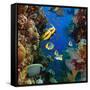 Coral and Fish in the Red Sea.Egypt-Irochka-Framed Stretched Canvas