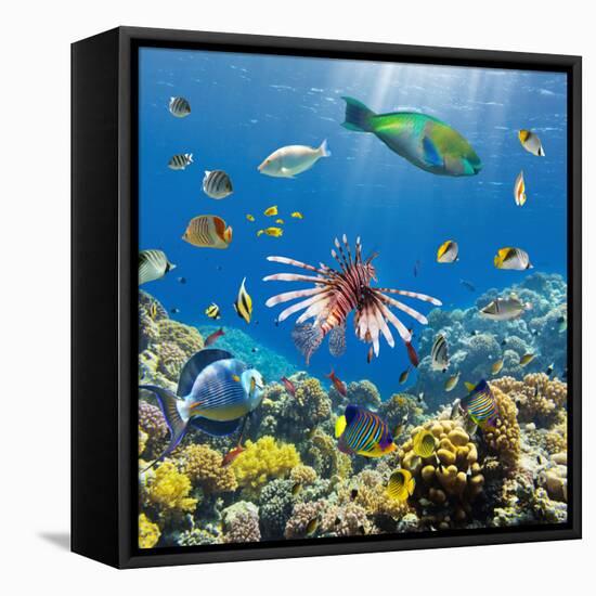 Coral and Fish in the Red Sea.Egypt-Irochka-Framed Stretched Canvas