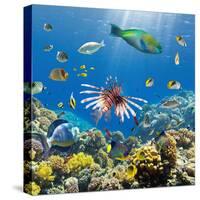 Coral and Fish in the Red Sea.Egypt-Irochka-Stretched Canvas