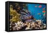 Coral and Fish in the Red Sea.Egypt-Irochka-Framed Stretched Canvas