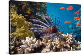 Coral and Fish in the Red Sea.Egypt-Irochka-Stretched Canvas