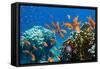 Coral and Fish in the Red Sea.Egypt-Irochka-Framed Stretched Canvas