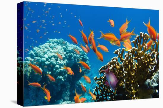 Coral and Fish in the Red Sea.Egypt-Irochka-Stretched Canvas